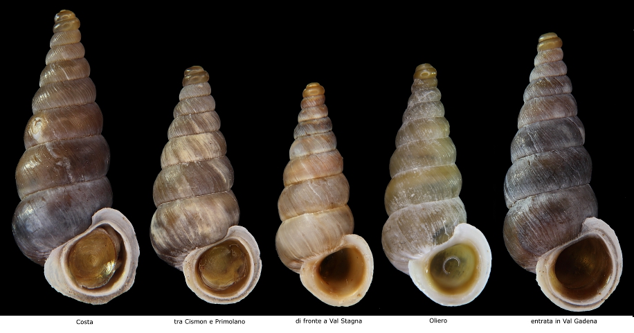 Cochlostoma da identificare da Cima Grappa